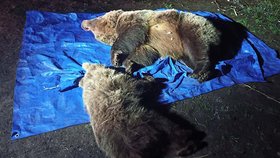 Ochranáři usmrtili medvědici s mláďetem: Ztratili prý svou plachost!