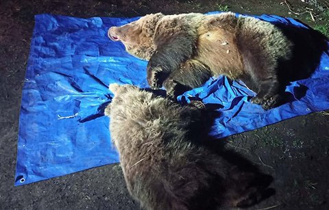 Ochranáři v Tatrách zmasakrovali medvědici s mládětem: Rodinka prý ohrožovala lidi