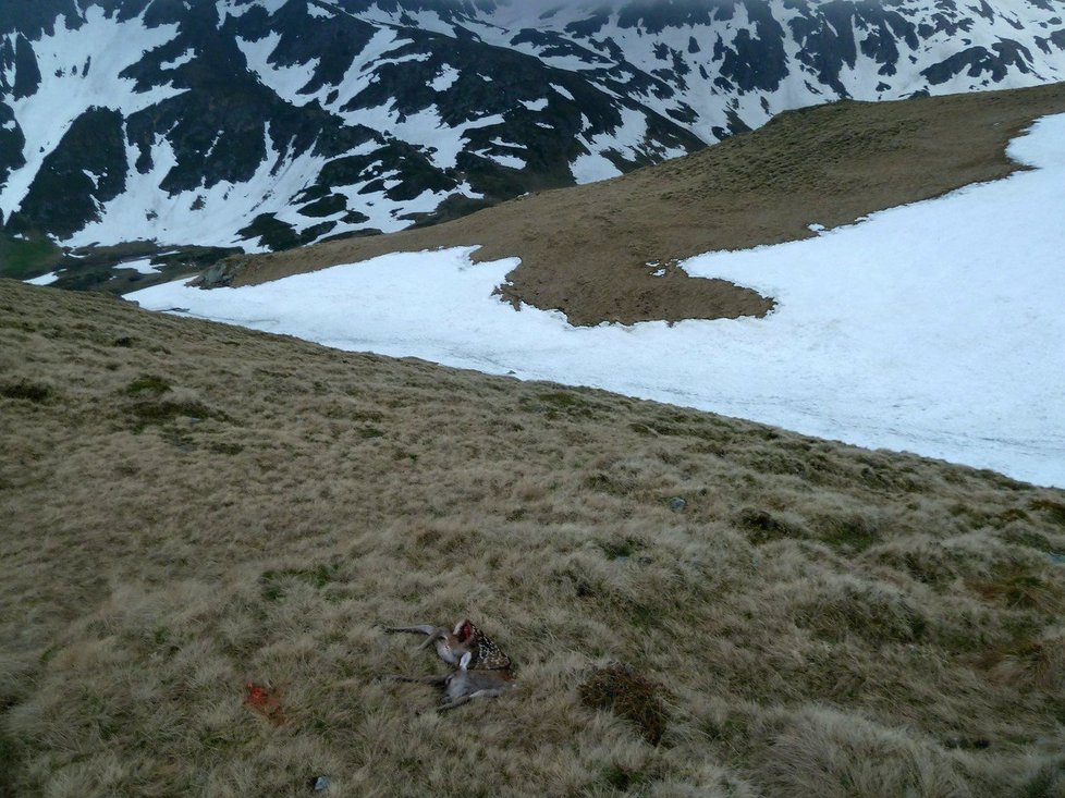 Andiho v rumunských horách napadl medvěd. Turista se štěstím přežil