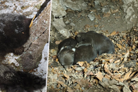 Slováka brutálně napadla medvědice! Šelmu zastřelil syn