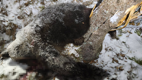 Na Slovensku zaútočila medvědice.