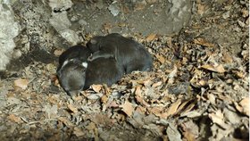 Chránila svá mláďata?