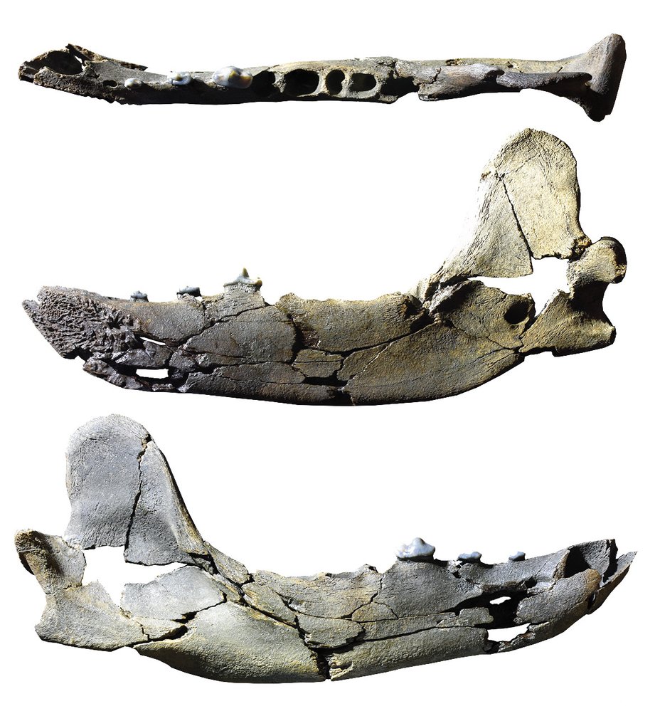 Fosilní spodní čelist, podle níž byl nový rod a druh popsán