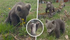 Osiřelá medvíďata v Zoo Bojnice.