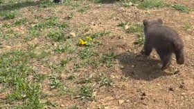Osiřelá medvíďata v Zoo Bojnice.