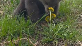 Osiřelá medvíďata v Zoo Bojnice.