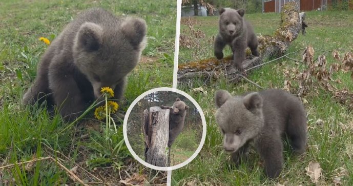Osiřelá medvíďata v Zoo Bojnice.