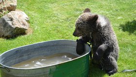 Medvíděti se nejdříve do škopku nechtělo, pak ho z něj nemohli dostat.