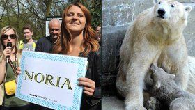 Lední medvídě v brněnské zoo dostalo od tenistky Lucie Šafářové jméno Noria.