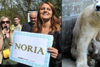 Lední medvídě v brněnské zoo se jmenuje Noria, rozhodla tenistka Šafářová