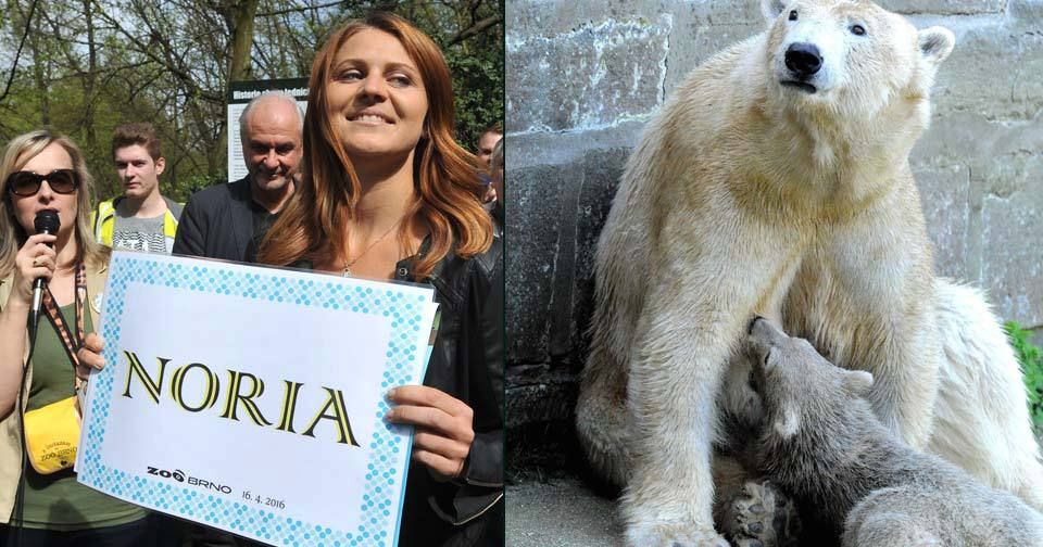 Lední medvídě v Brněnské zoo dostalo od tenistky Lucie Šafářové jméno Noria