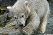 Lední medvídě v brněnské zoo dostalo od tenistky Lucie Šafářové jméno Noria