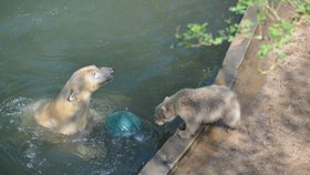 Lední medvídě v brněnské zoo dostalo od tenistky Lucie Šafářové jméno Noria.