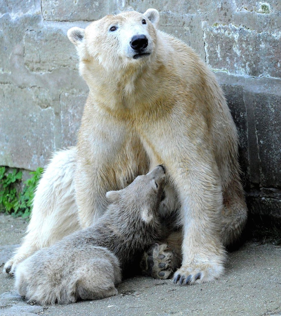 Cora a Noria v brněnské zoo