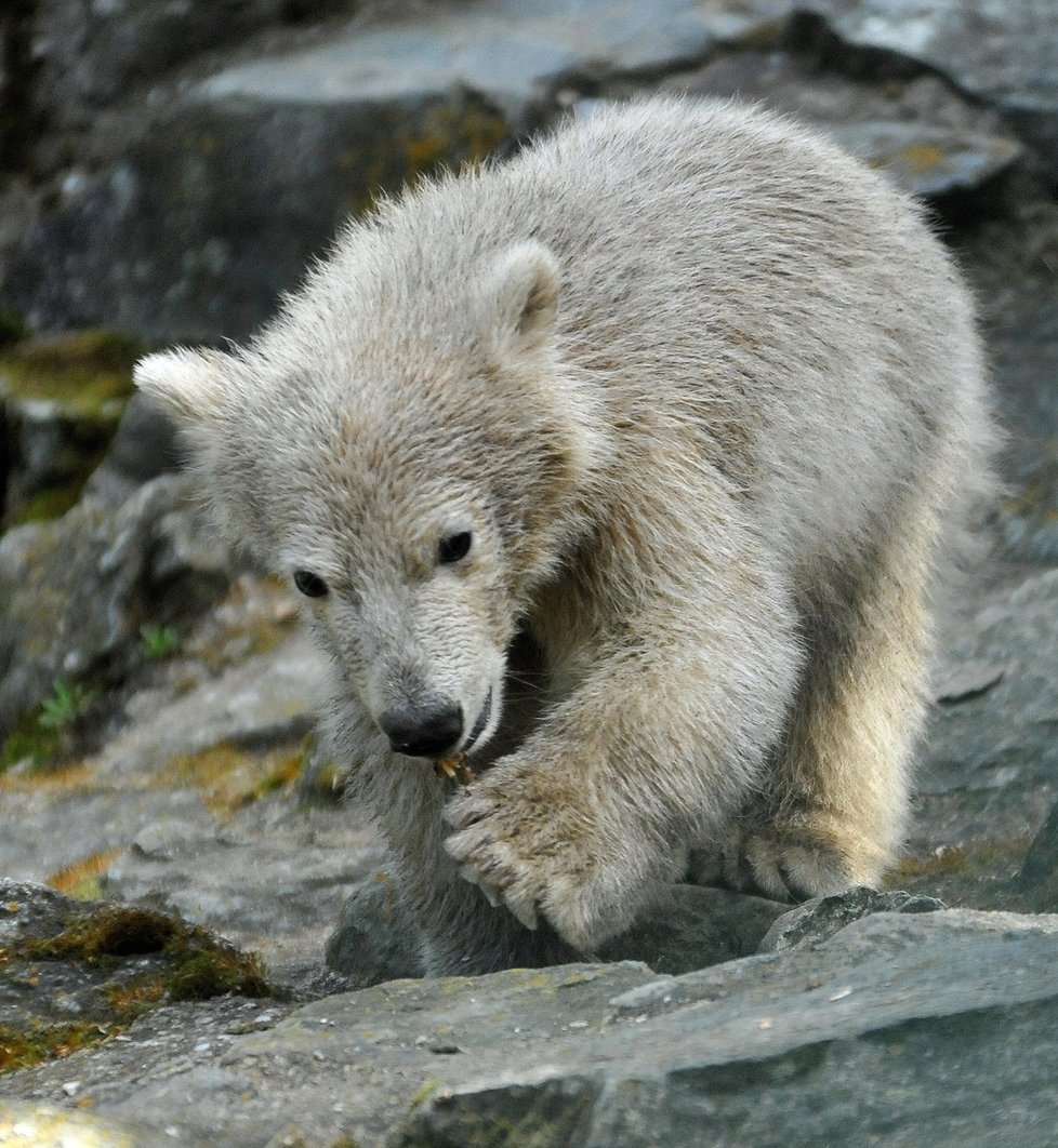 Lední medvídě v brněnské zoo dostalo od tenistky Lucie Šafářové jméno Noria