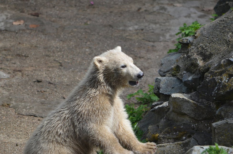 Lední medvídě v brněnské zoo