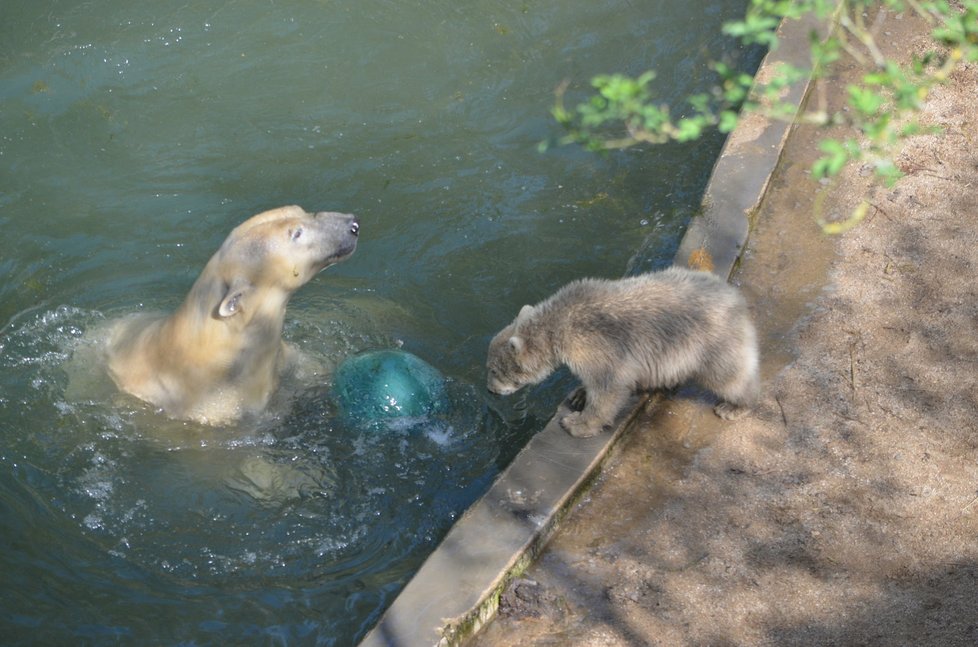 Lední medvídě v brněnské zoo dostalo od tenistky Lucie Šafářové jméno Noria.