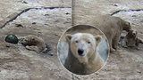 Medvíděti v brněnské zoo šlo o život: Topilo se v bazénku, kam spadlo dírou v ledu