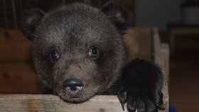 Medvídek Vilo chovatele Jaroslava Kani z Veletic na Žatecku se probouzí.