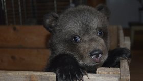 Medvídek Vilo chovatele Jaroslava Kani z Veletic na Žatecku se probouzí.