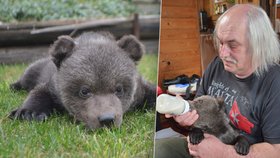 Medvídek Vilo. Tak se jmenuje nový přírůstek rodiny Jaroslava Kani. Chovatel mu nahrazuje mámu i tátu.