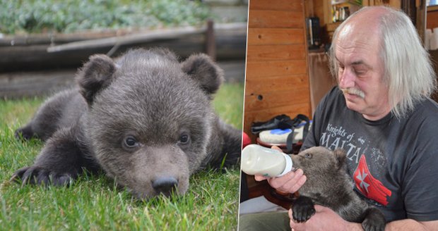 Filmová hvězda Hugo má malého brášku: Medvídkovi dělá chovatel tátu i mámu