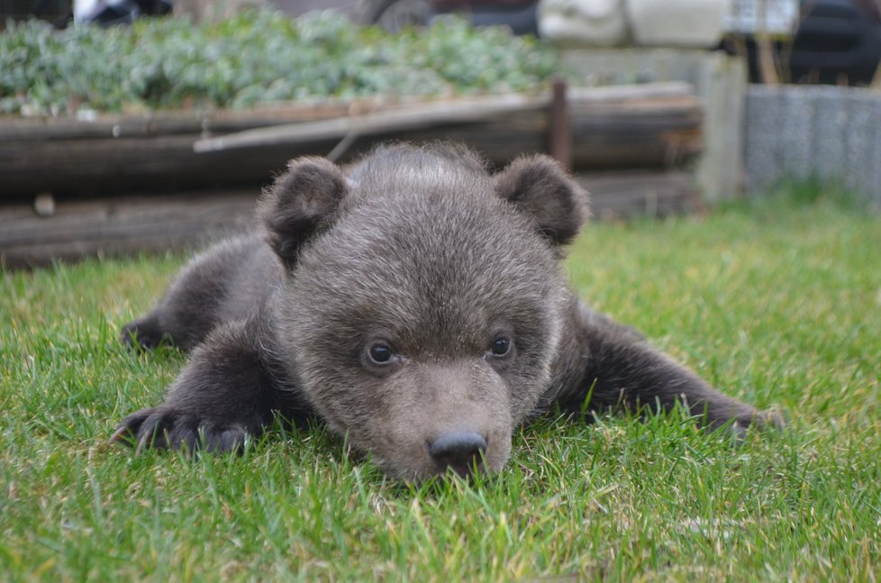 Na trávě stál měsíc starý medvídek Vilo poprvé. Jeho krůčky byly proto nejisté, připomínaly spíše plazení.