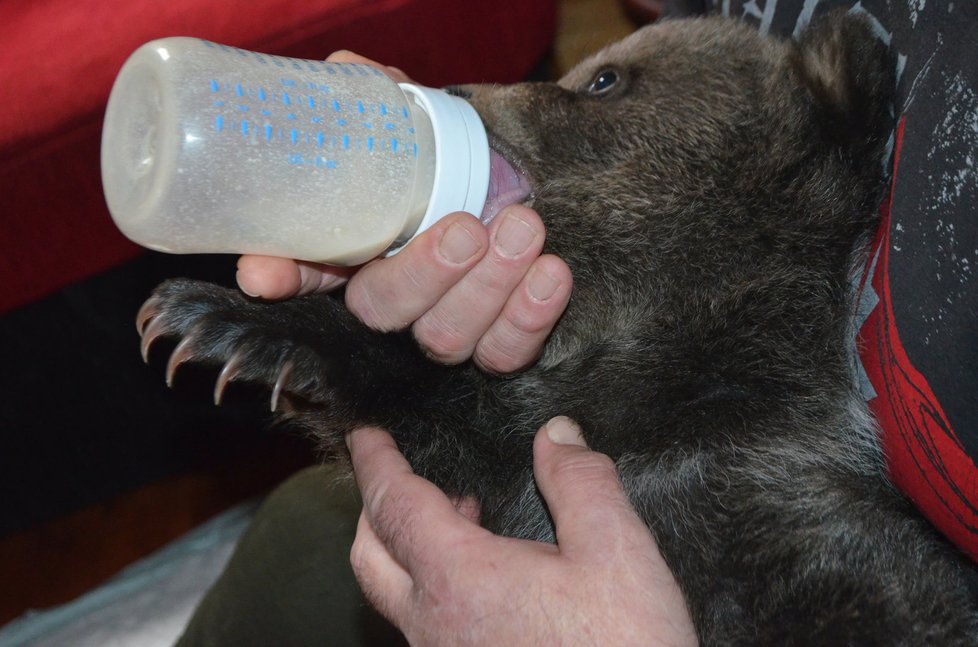 Medvídka chovatel krmí z láhve pětkrát denně ve dne i v noci.