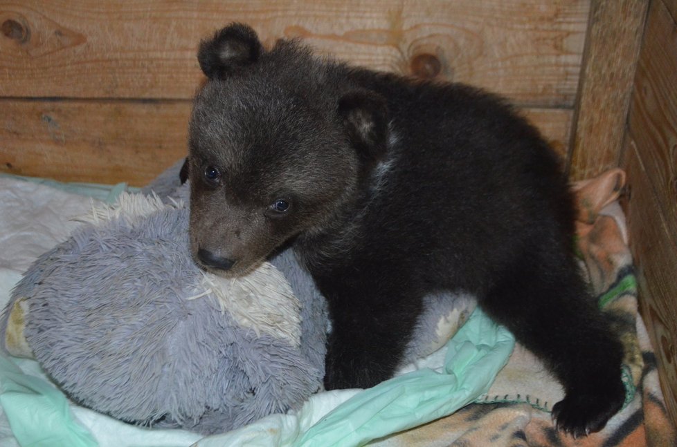 Po nakrmení medvídek Vilo usíná ve své bedýnce s plyšákem jako malé dítě.
