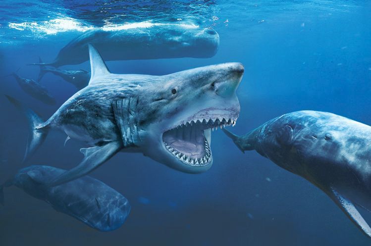Megalodon (na obrázku loví vorvaně) bývá připodobňován k žraloku lidožravému, blízce příbuzní si však podle nových poznatků nejsou