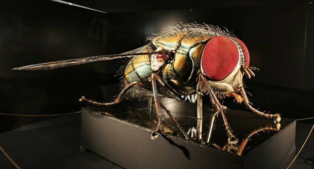 MegaBrouci video a foto: Extrémně zvětšený hmyz prohlížej tady!