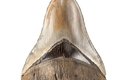 Některé zuby megalodona měří víc než 18 cm. Sílu jeho skusu vědci odhadují na 10 tun