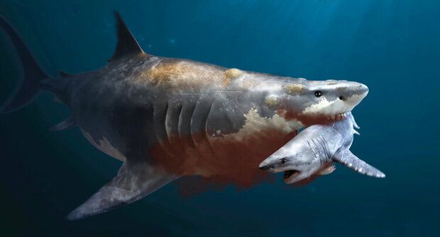 Záhadný megalodon: Nový pohled na největšího žraloka