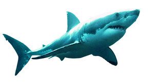 Konec megalodona: Proč vymřel nejděsivější žralok