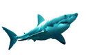 Z žijících žraloků je megalodonovi nejpodobnější žralok lidožravý