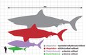 Srovnání velikostí megalodona, žraloka obrovského a žraloka lidožravého