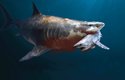 Žralok lidožravý dorůstá asi šestimetrové délky. Na obrázku vidíte, jak by asi dopadlo jeho setkání s megalodonem