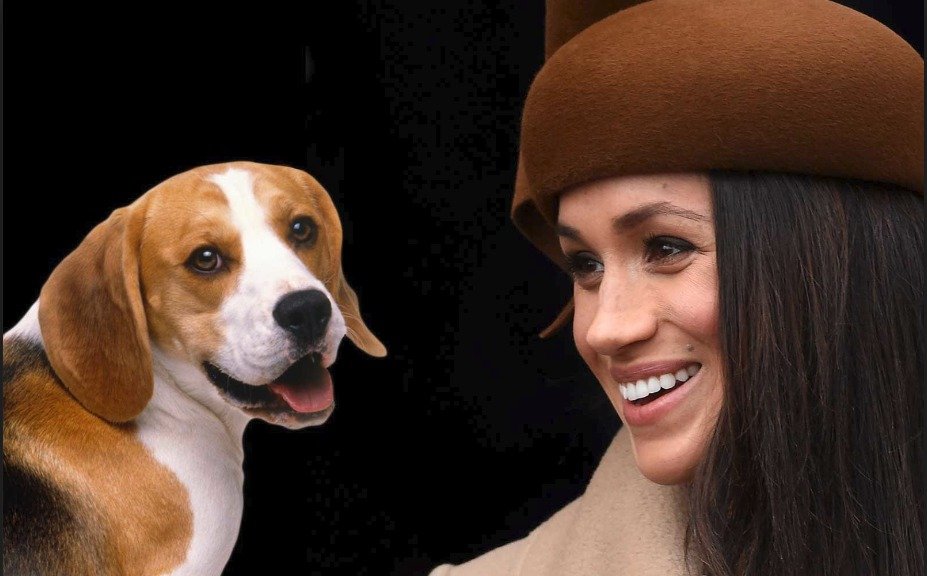 Meghan teď asi na pejska nebude mít moc času, čekají ji líbánky.