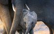 Elephant - Disneyho nový film, který Meghan nadabovala