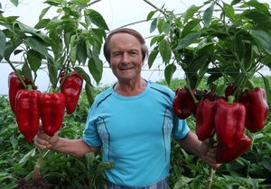 Největší a nejlahodnější papriky v celé České republice pěstuje Jan Meisl (73) ve Vracově.