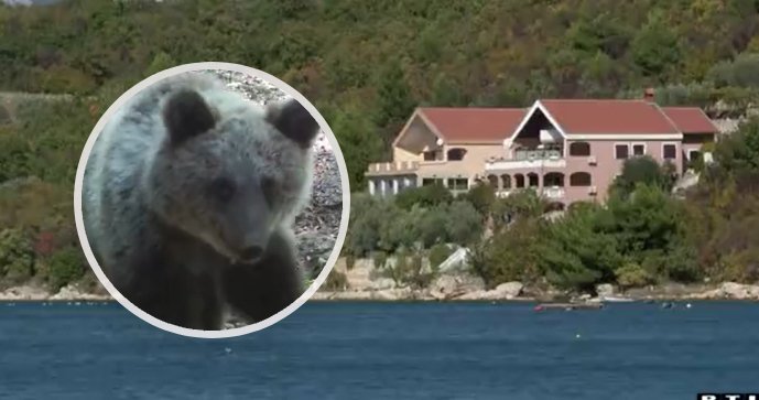 Na chorvatské pláži Meka Draga u Novigradské moře byl spatřen medvěd!