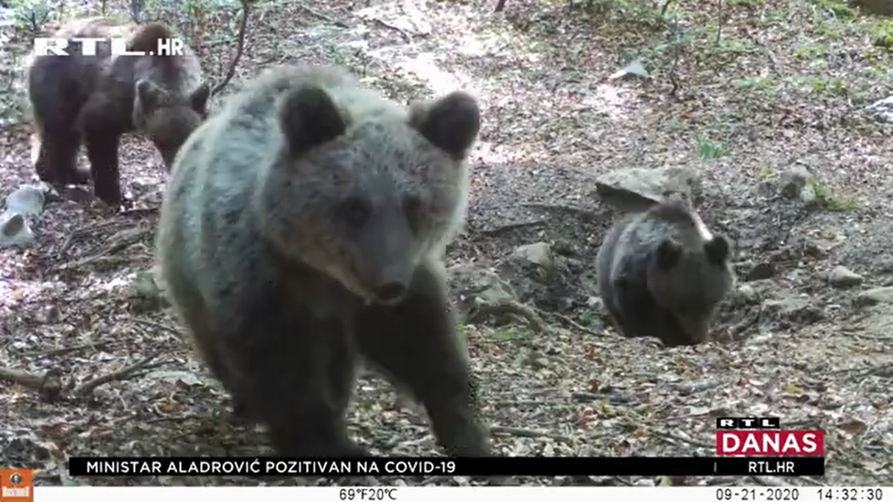 Na chorvatské pláži Meka Draga u Novigradské moře byl spatřen medvěd!