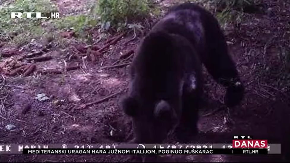 Snímek, zachycující medvěda nedaleko pláže.