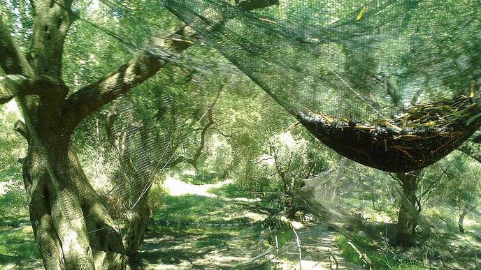 Olivy se zachytávají do sítí natažených mezi stromy.