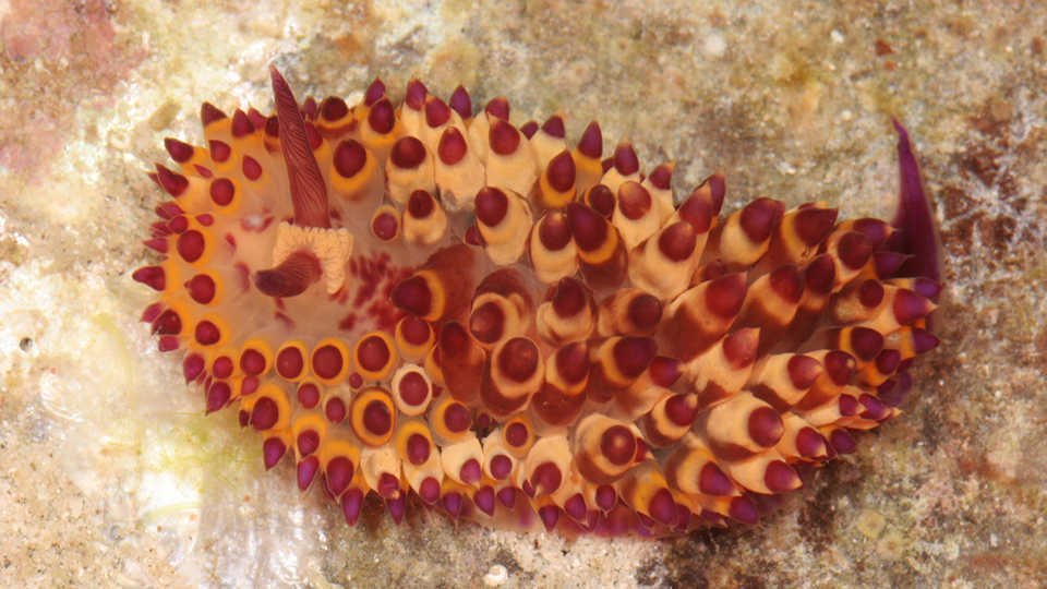 Janolus flavoannulata, barevný mořský slimák objevený u Filipín.