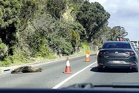 Návrat z flámu? Tuleň usnul uprostřed silnice, zastavil dopravu