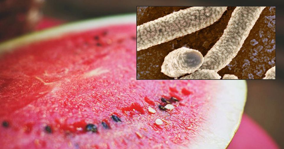 Hygienici varují před bakteriemi, které mohou melouny obsahovat.