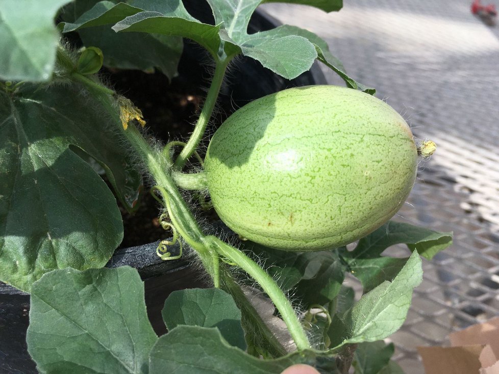 Kordofánský meloun se dodnes pěstuje v Súdánu.