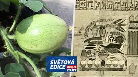 Vědci našli „prameloun“, může zlepšit odolnost vůči chorobám. V pátrání pomohly egyptské hrobky