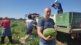 Pěstitel melounů Josef Hrazdílek (62) s čerstvě utrženým kusem.